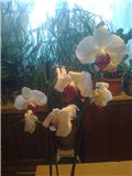 orhideja u cvjetu